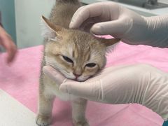 -北京观赏动物医院·24小时大型综合·猫专科·异宠专科