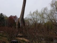 -自然谷恐龙园