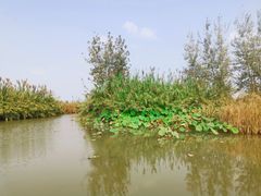 -泗洪洪泽湖湿地景区