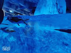 -芜湖新华联大白鲸海洋公园