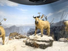 -陕西自然博物馆