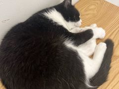 -有喵·猫咖·狗咖·30几只猫10只小狗(岗厦店)
