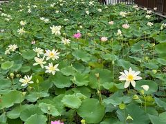 -莲花池公园