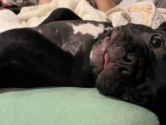 -瑞派申生动物医院·24H夜诊·国际动物医疗中心·骨外科(吴中路店)