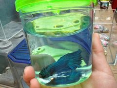 -哈尔滨道外花鸟鱼市场