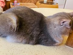 -MOCHA明星猫咖(田子坊店)