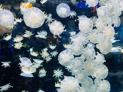 -太平洋海底世界