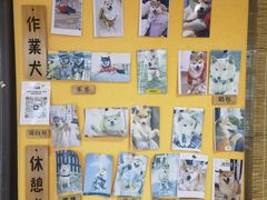 -南京Hallo宠物乐园·哈罗犬舍·柴犬繁育基地
