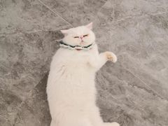 -More Fun猫咖 二十只万元加菲主题