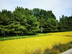 -北坞公园