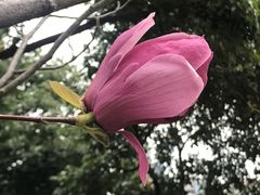 紫玉兰-广州珠江公园