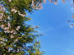 -樱花山风景区