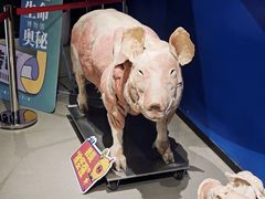 -生命奥秘博物馆