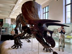 -美国自然历史博物馆