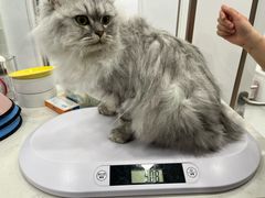 -老吴的猫·猫舍(新区店)