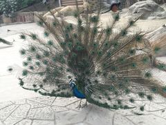 -哈尔滨北方森林动物园