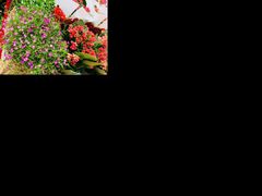 -秦美花卉(天朗·莱茵小城2期店)