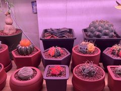 -花鸟鱼虫鲜花绿植市场(玉泉路店)