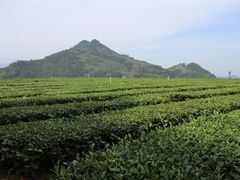 -华祥苑茶馆•国缤茶小蓝罐(普罗旺斯店)
