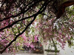 -深圳国际园林花卉博览园