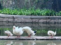 -西安市长乐公园