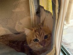 -瑞派·关忠动物医院·猫专科·犬专科(三环新城店)