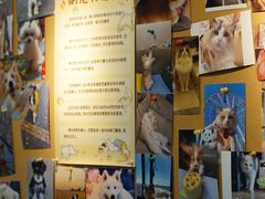 -翊宠yipet猫狗购宠庄园犬舍•猫舍