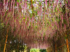 -天适樱花悠乐园