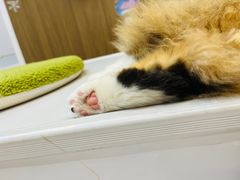 -COLOR PETS 撸猫馆·购猫·猫咖(长风大悦城店)