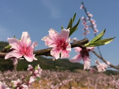-新建村梅花