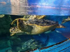 -烟台海昌鲸鲨海洋公园