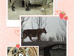 -北京野生动物园