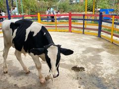 -合肥滨湖国家森林公园