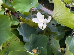 -莲花池公园