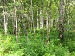 -五营红松林海景区