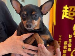 -瑞派申生动物医院·24H夜诊·国际动物医疗中心·骨外科(吴中路店)