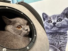 -皮特动物医院(24小时店)