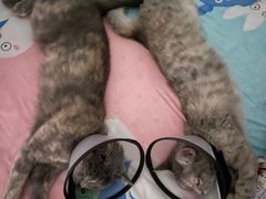 -瑞派雷欧宠物医院·24h夜诊·心脏骨科牙科·全科重症转诊中心(无影山店)