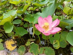 -上海鲜花港