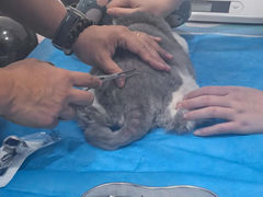 -艾贝尔宠物医院·24H转诊中心·肿瘤猫专科(江宁双龙店)