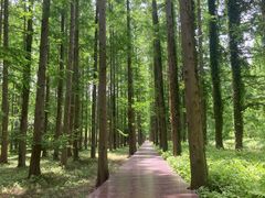 -黄海国家森林公园