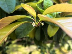 -新虹桥中心花园