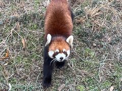 -合肥野生动物园