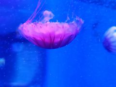 -芜湖新华联大白鲸海洋公园