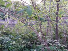 -春兰国宾馆(凤城河风景区老街店)