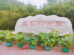 -莲花池公园