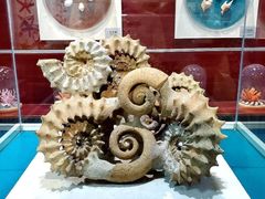 -青岛贝壳博物馆