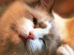 -猫咪咖啡·猫咖(万达广场店)