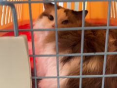 -美联众合动物医院·24h京西诊疗中心