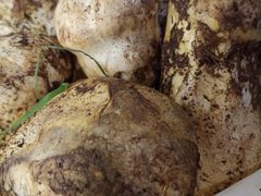 老人头-菌之家·专业纯野生菌火锅·特色炒菌